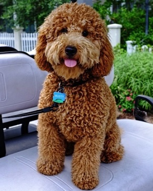 teddy bear goldendoodle adult